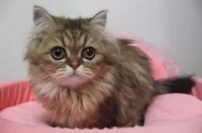 ペルシャ(チンチラ)【東京都・女の子・2025年6月20日・チンチラゴールデン】の写真10