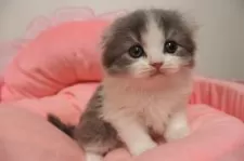 スコティッシュフォールド(折れ耳)【東京都・男の子・2025年10月12日・ブルータビー&ホワイト】の写真10