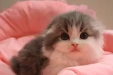 スコティッシュフォールド(折れ耳)【東京都・男の子・2025年4月18日・ブルータビー&ホワイト】の写真10