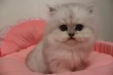 ペルシャ(チンチラ)【東京都・男の子・2025年10月17日・チンチラシルバー】の写真10