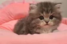 スコティッシュフォールド(立ち耳)【東京都・女の子・2025年9月19日・ブルーパッチドタビー&ホワイト】の写真10