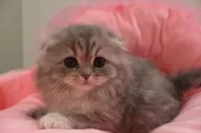 スコティッシュフォールド(折れ耳)【東京都・女の子・2025年2月28日・ブルークリーム&ホワイト】の写真10