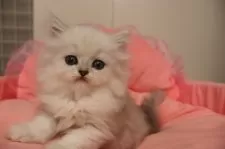 ミヌエット(長足)【東京都・男の子・2025年8月30日・チンチラシルバー】の写真11