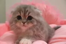 スコティッシュフォールド(折れ耳)【東京都・女の子・2025年2月28日・ブルークリーム&ホワイト】の写真11