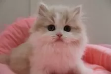 スコティッシュフォールド(立ち耳)【東京都・男の子・2024年12月20日・クリームタビー&ホワイト】の写真7