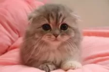 スコティッシュフォールド(折れ耳)【東京都・女の子・2025年2月28日・ブルークリーム&ホワイト】の写真12