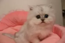 ペルシャ(チンチラ)【東京都・男の子・2025年10月17日・チンチラシルバー】の写真12