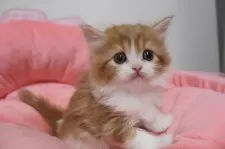 スコティッシュフォールド(立ち耳)【東京都・男の子・2025年10月23日・レッドタビー&ホワイト】の写真12