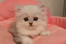 ミヌエット(長足)【東京都・男の子・2025年8月30日・チンチラシルバー】の写真13