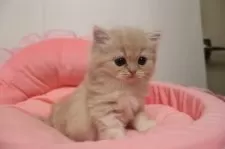 スコティッシュフォールド(立ち耳)【東京都・女の子・2025年10月24日・クリームタビー】の写真14
