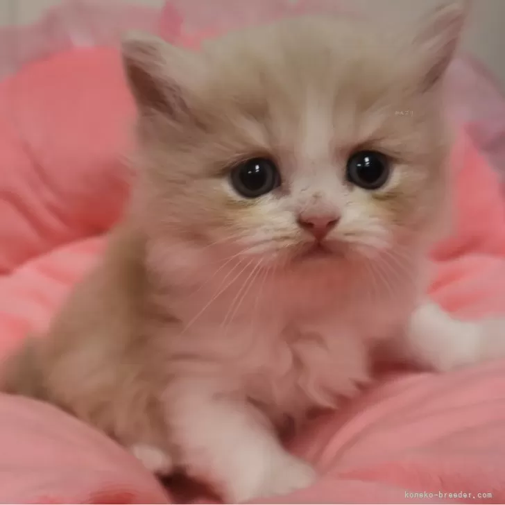 スコティッシュフォールド(立ち耳)【東京都・男の子・2025年9月20日・クリームタビー&amp;ホワイト】の写真1