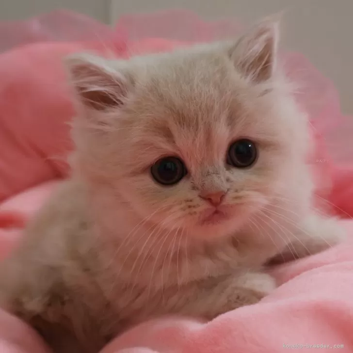 ID：2504-03325の子猫