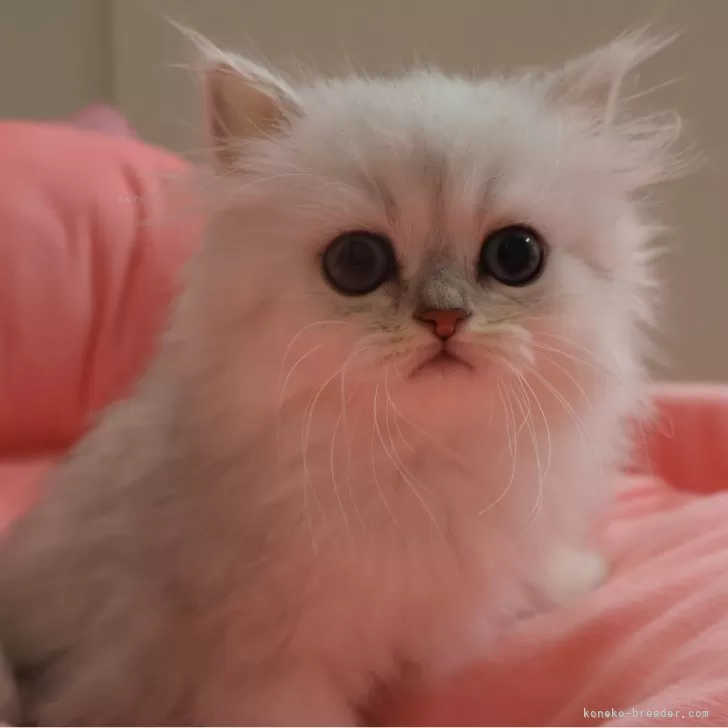 ID：2507-02627の子猫