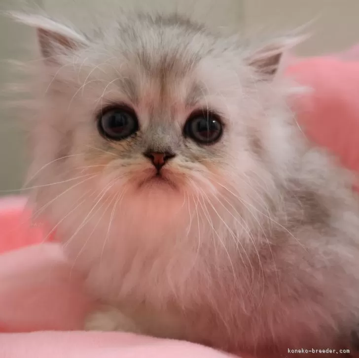 ID:2505-01079の子猫
