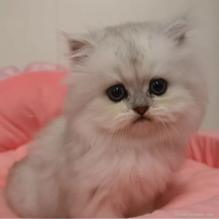 ペルシャ(チンチラ)【東京都・男の子・2025年10月17日・チンチラシルバー】の写真1