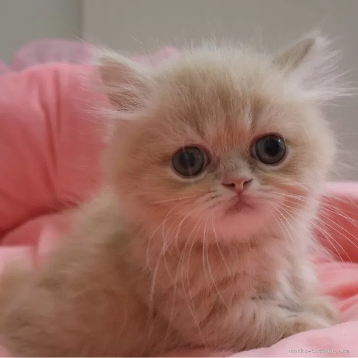 ID：2507-01828の子猫