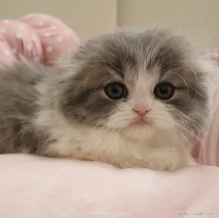 ID:2502-01383の子猫