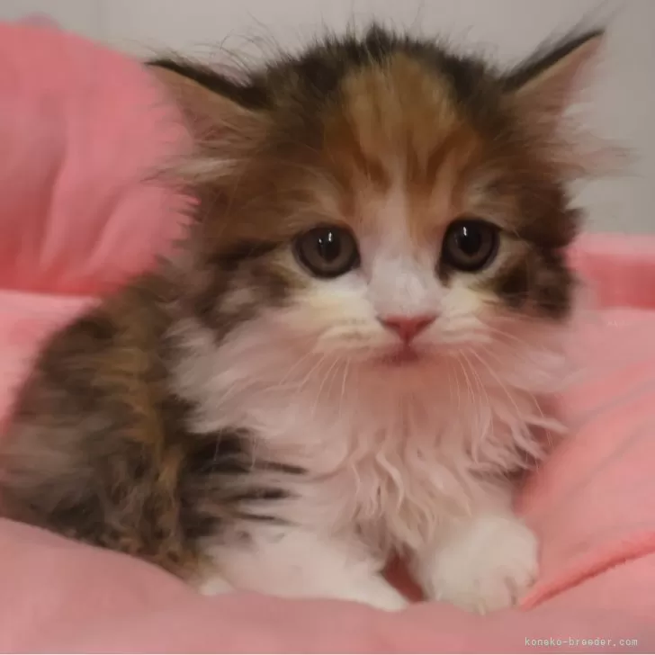 ID:2509-01450の子猫