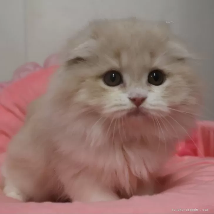 スコティッシュフォールド(折れ耳)【東京都・女の子・2025年7月12日・クリームタビー&amp;ホワイト】の写真1