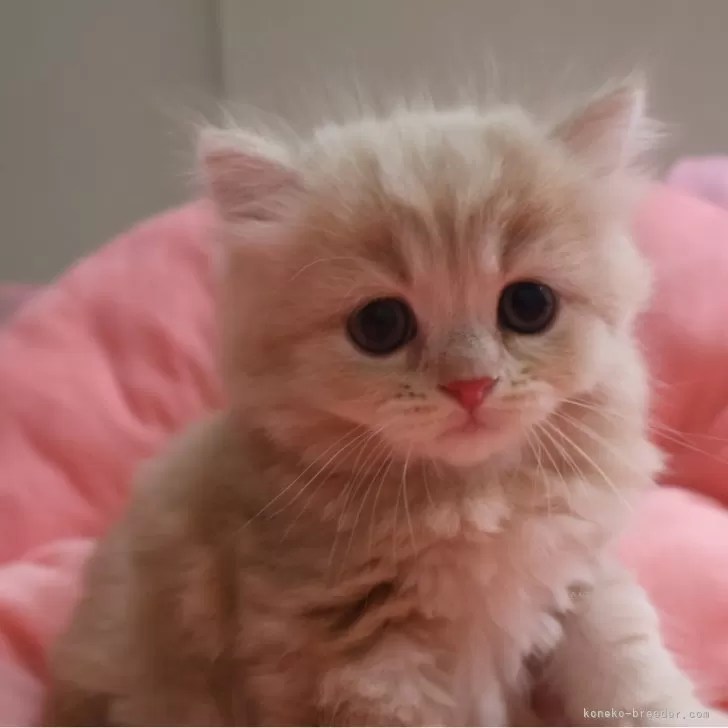 ID:2507-02042の子猫