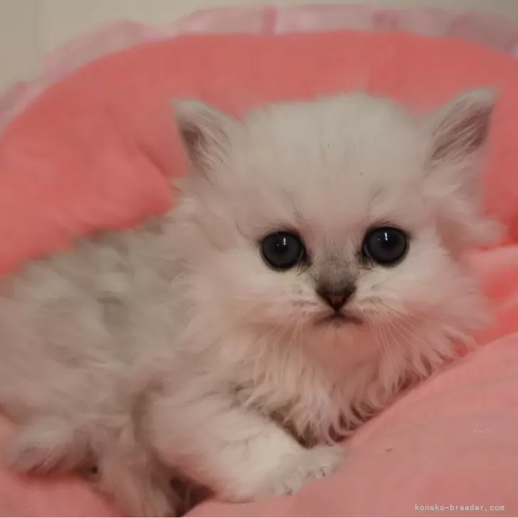 ペルシャ(チンチラ)【東京都・男の子・2025年12月16日・チンチラシルバー】の写真1