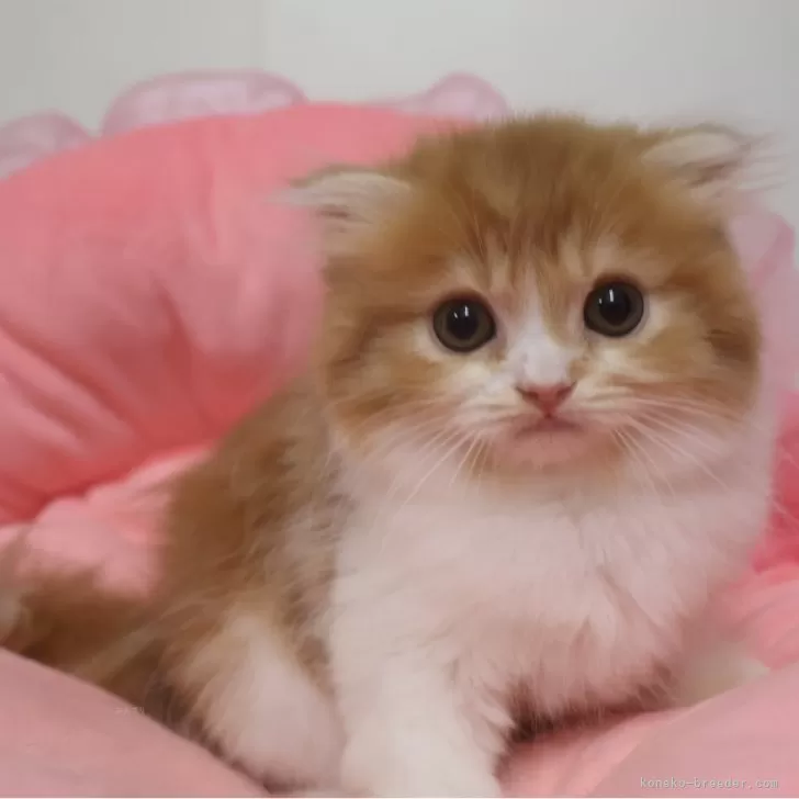 ID：2509-02079の子猫