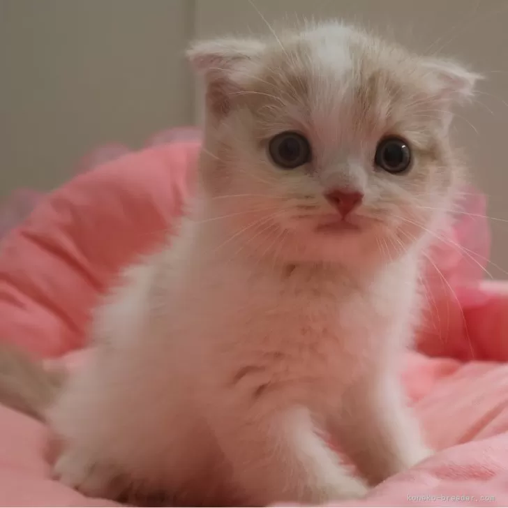 S 様のお迎えした子猫