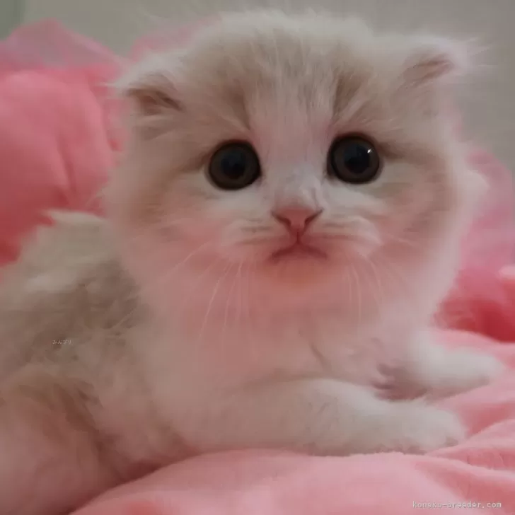 ID：2504-02305の子猫