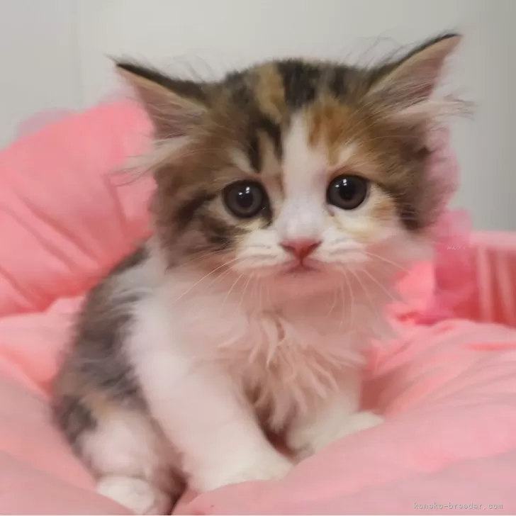 ID：2509-01441の子猫