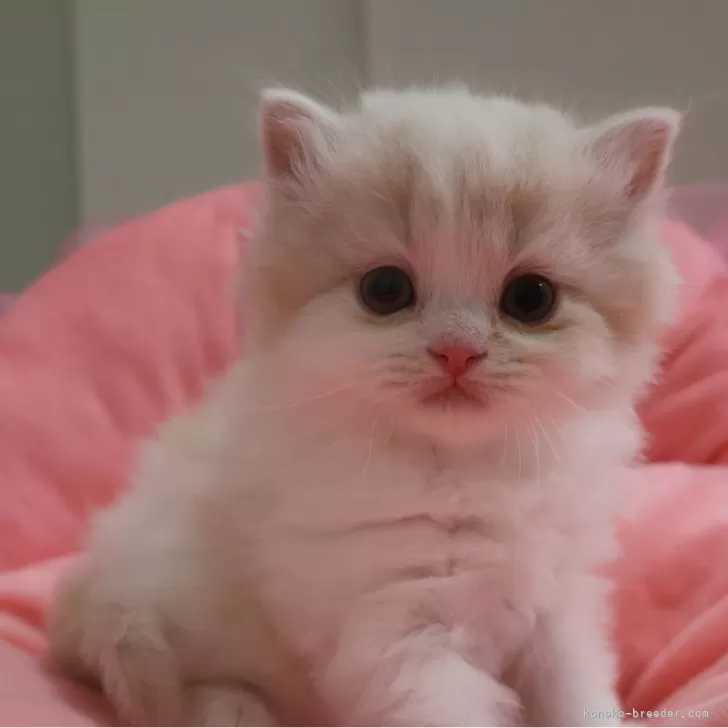 ID：2506-03114の子猫