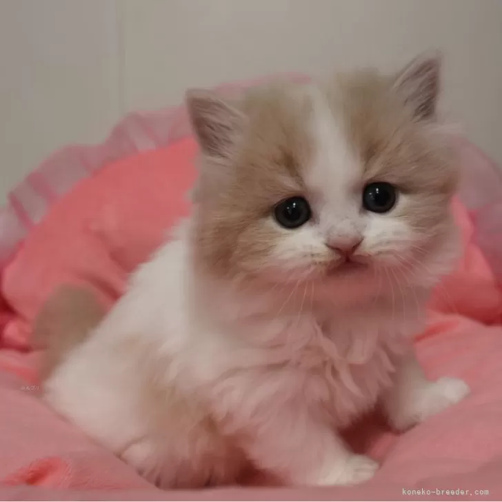 スコティッシュフォールド(立ち耳)【東京都・男の子・2026年2月4日・クリームタビー&amp;ホワイト】の写真1