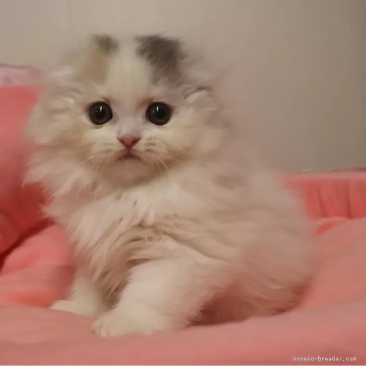 スコティッシュフォールド(折れ耳)【東京都・女の子・2025年9月19日・ダイリュートキャリコ】の写真1