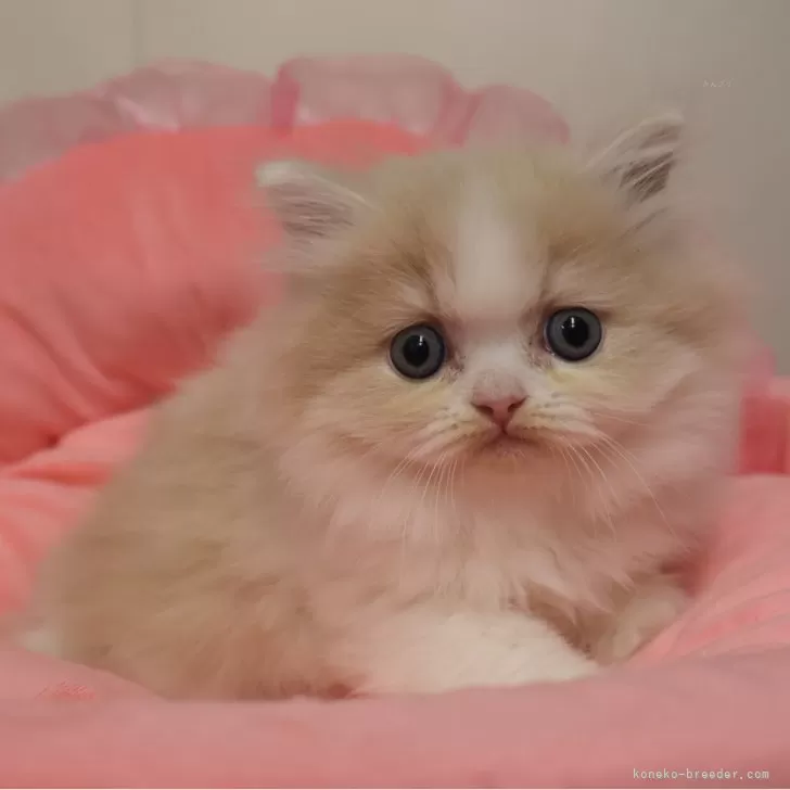 ID：2601-01302の子猫