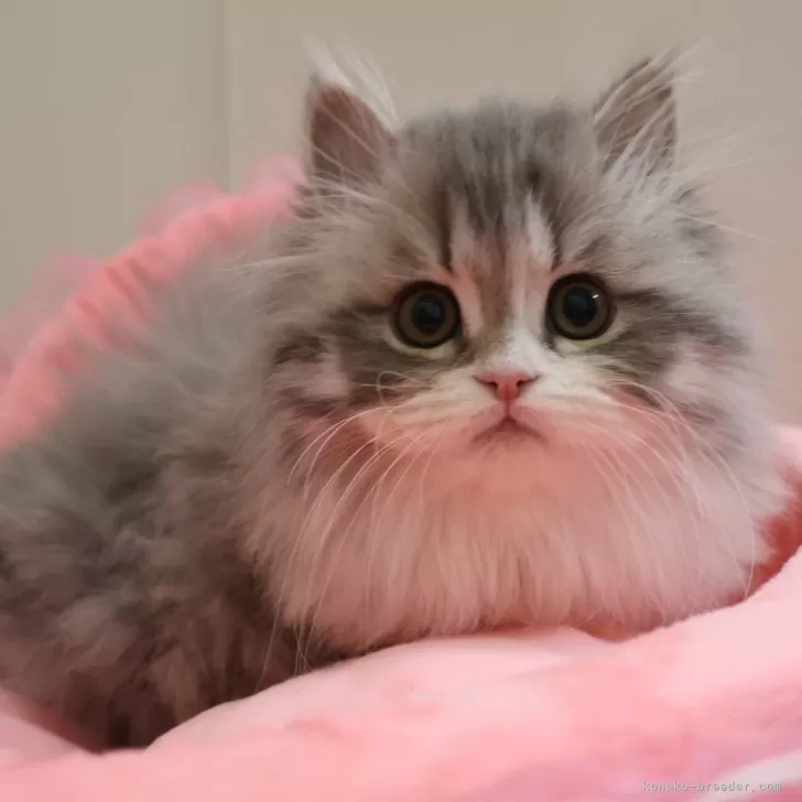 ID：2501-00959の子猫