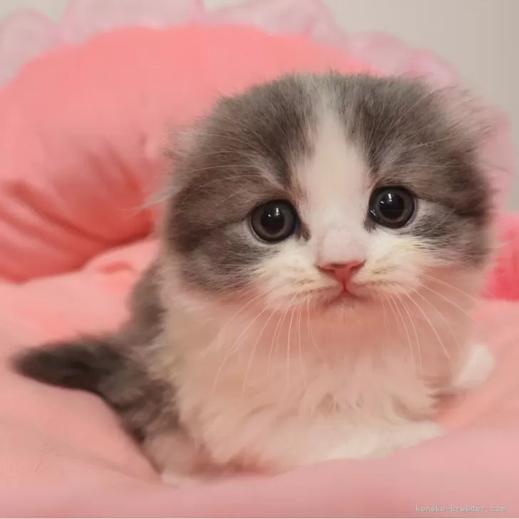 スコティッシュフォールド(折れ耳)【東京都・男の子・2025年10月12日・ブルータビー&amp;ホワイト】の写真1