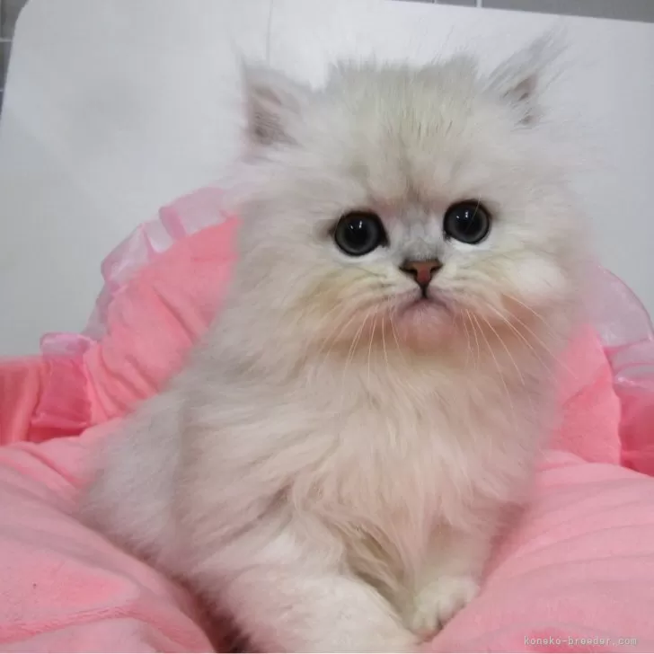 ペルシャ(チンチラ)【東京都・女の子・2025年11月8日・チンチラシルバー】の写真1