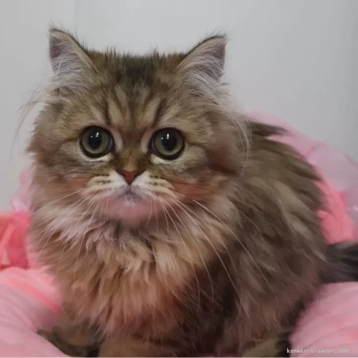 ペルシャ(チンチラ)【東京都・女の子・2025年6月20日・チンチラゴールデン】の写真1