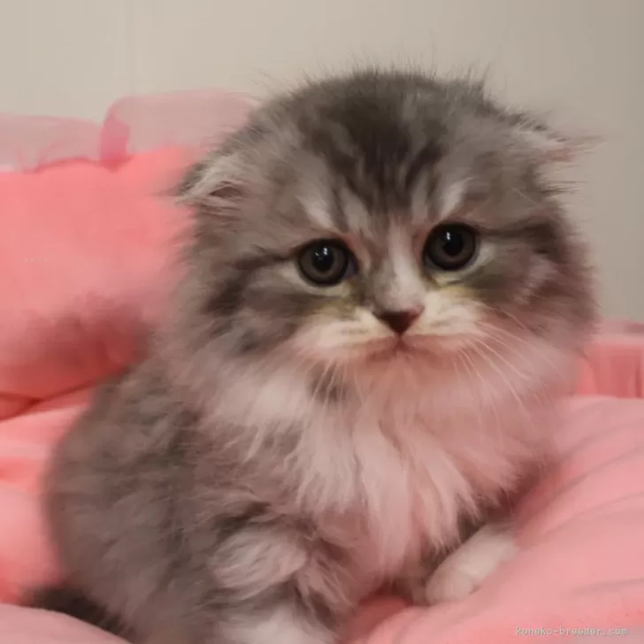 スコティッシュフォールド(折れ耳)【東京都・男の子・2025年11月15日・ブルータビー&amp;ホワイト】の写真1