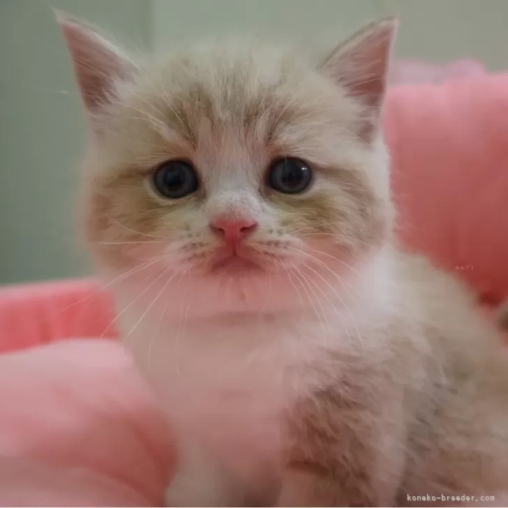 kn 様のお迎えした子猫