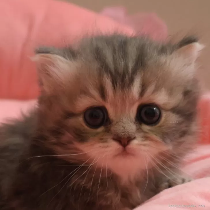 ID：2506-02354の子猫