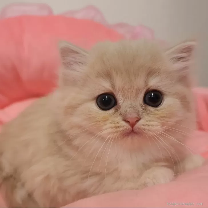 スコティッシュフォールド(立ち耳)【東京都・女の子・2025年10月24日・クリームタビー】の写真1