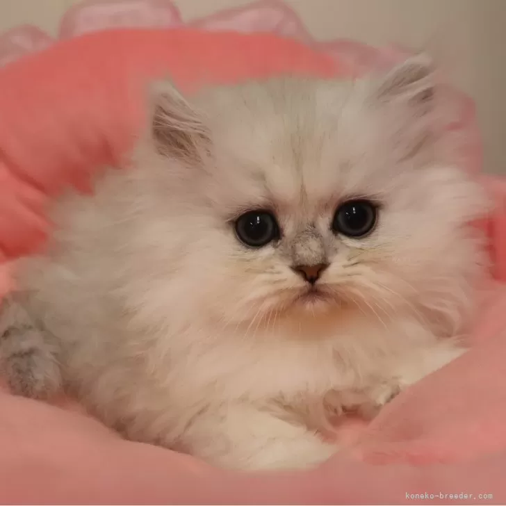 ペルシャ(チンチラ)【東京都・女の子・2025年10月17日・チンチラシルバー】の写真1