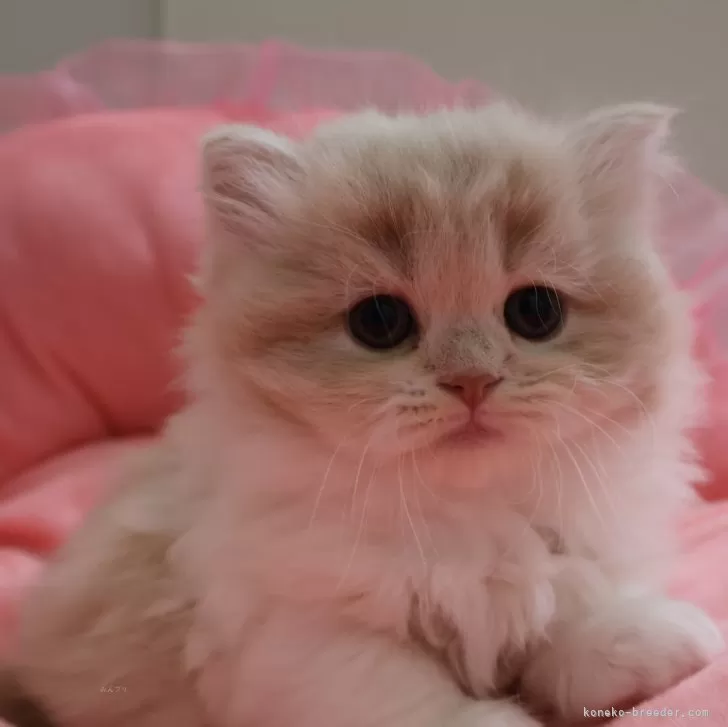 ID:2503-02742の子猫