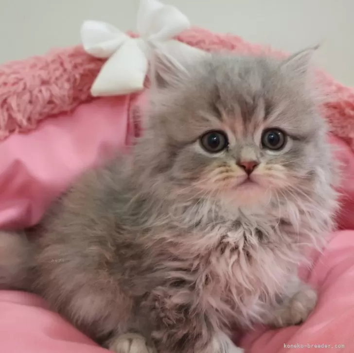 ID：2502-00617の子猫