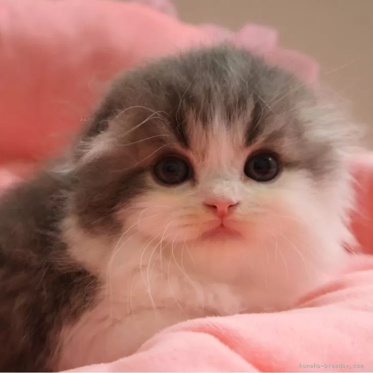 ID:2505-03783の子猫