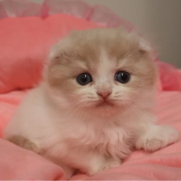 スコティッシュフォールド(折れ耳)【東京都・男の子・2025年9月20日・クリームタビー&ホワイト（長毛）】の写真「人気のクリーム系☆お顔真ん丸の可愛い男の子☆」