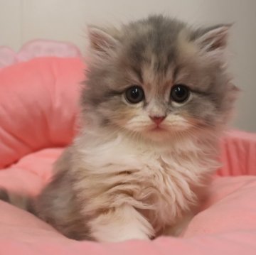 スコティッシュフォールド(立ち耳)【東京都・女の子・2025年9月19日・ダイリュートキャリコ（長毛）】の写真「お目めパッチリ可愛い女の子☆」