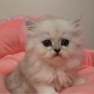 ミヌエット(長足)【東京都・女の子・2025年8月30日・チンチラシルバー（長毛）】の写真「お目めクリクリの可愛い女の子」