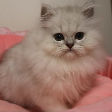 ペルシャ(チンチラ)【東京都・女の子・2025年9月12日・チンチラシルバー（長毛）】の写真「お目めクリクリの可愛い女の子」
