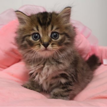 スコティッシュフォールド(立ち耳)【東京都・男の子・2025年9月21日・ブラウンタビー（長毛）】の写真「お目めクリクリ可愛い男の子☆」